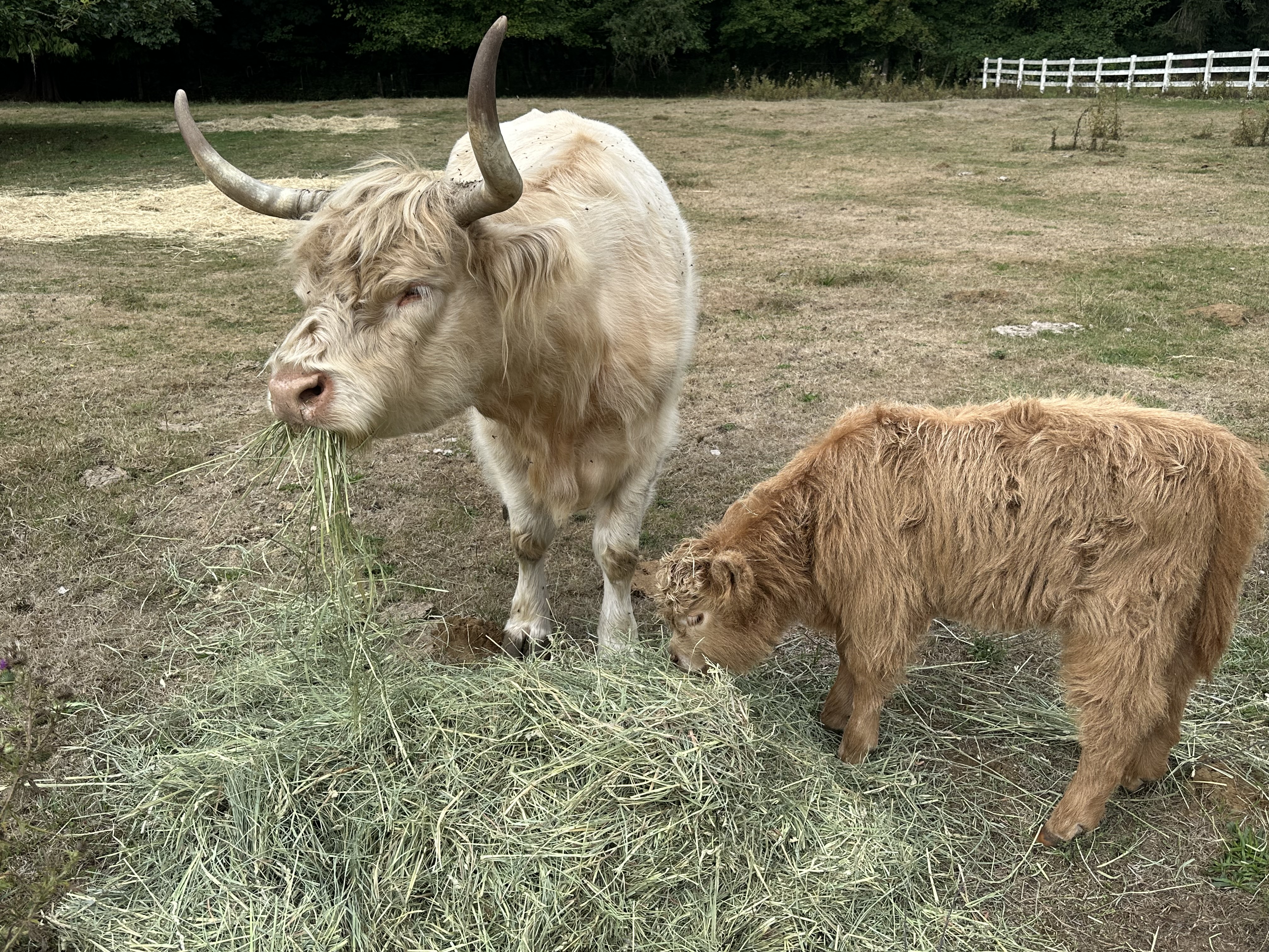 Highland Cow with Calf at Side – Very Tame – Possible 3-in-1 Package